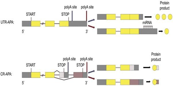 image 2 3' UTR-APA results in mRNAs with the same coding region, but with different 3' UTR length. CR-APA results in mRNAs with 3' truncated coding regions that produce distinct protein isoforms with different C-termini.