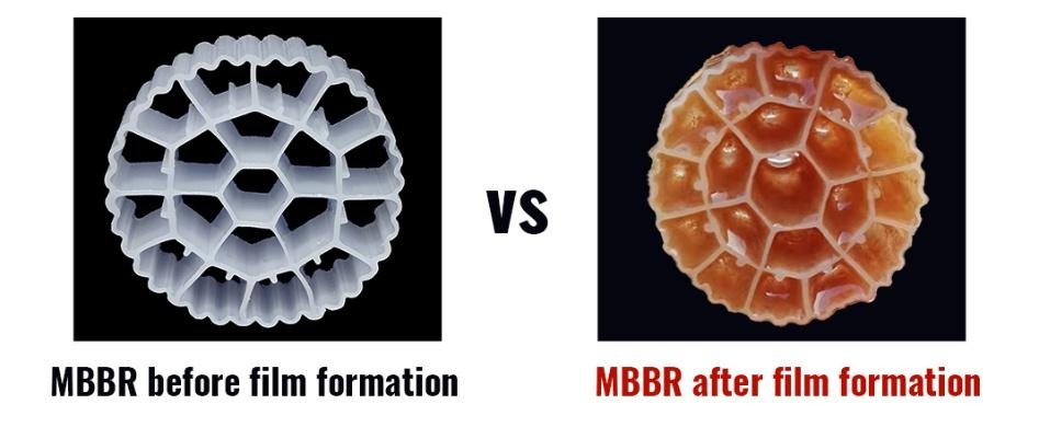 image 24 Biofilm formation on carriers