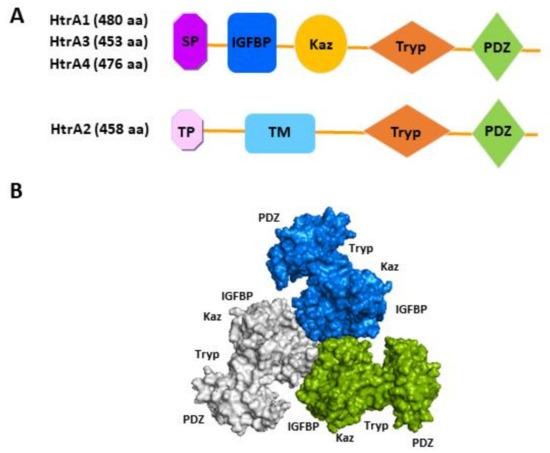 image 25 Schematic illustration of protein domain organisation of the four human HtrA. The distinctive N-terminal region of HtrA2 compared to the other three HtrA.