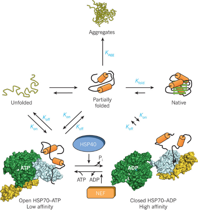 image 28 Heat Shock Proteins (HSPs)