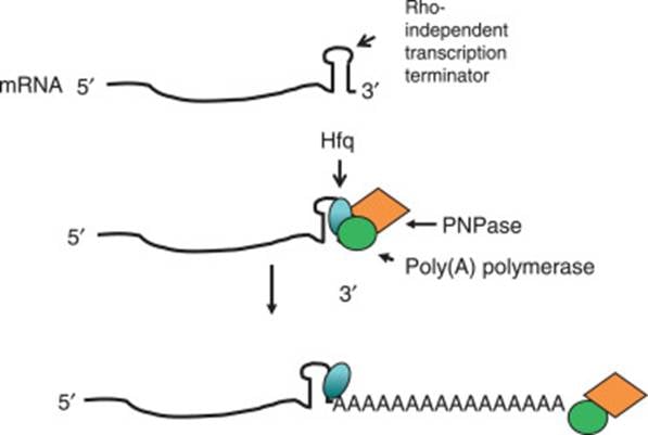image 30 Model for the polyadenylation of a bacterial mRNA