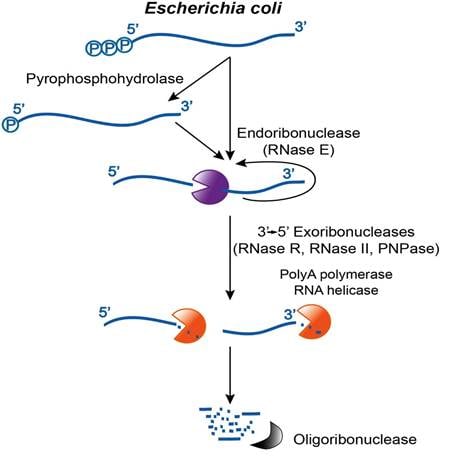 image 31 RNA-decay pathway in E. coli