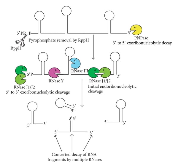 image 32 Diagram illustrating RNA decay by the RNases involved in virulence in Gram-positive bacteria