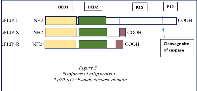 image 46 Isomers of cflip protein