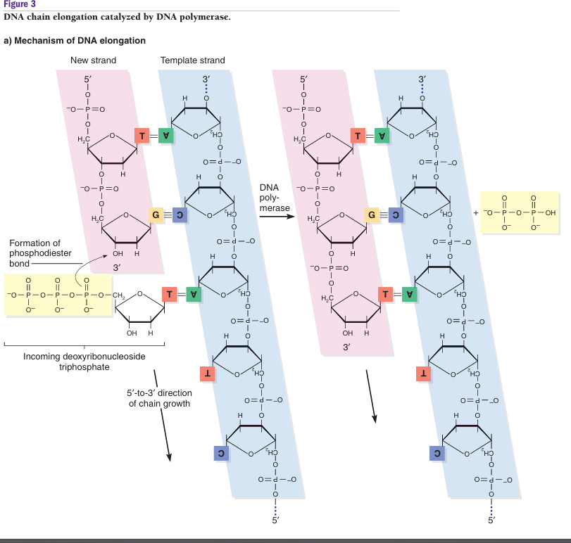 image 48 DNA chain elongation catalyzed by DNA Polymerase