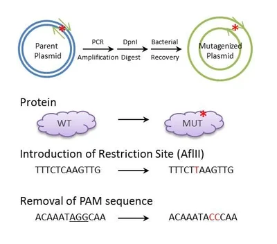 image 51 DpnI Mechanism