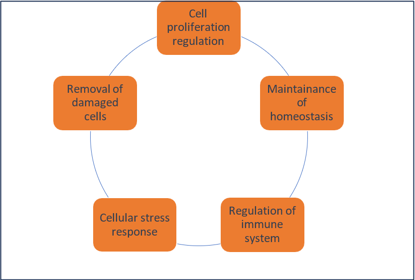 image 53 Â Â Â Â Features of apoptosis