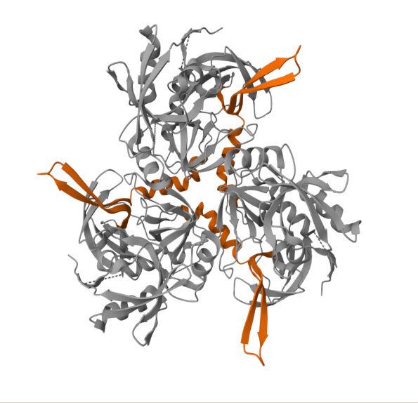 image 54 3D structural model of a protein