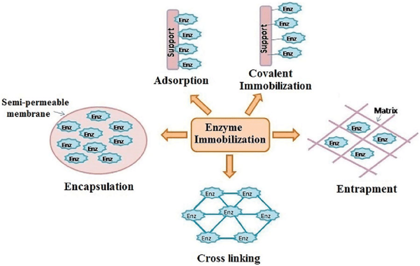 image 56 Enzyme immobilization methods