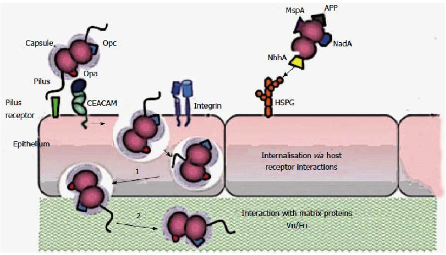 image 58 Surface adhesion and host response as pathogenicity factors of Neisseria meningitidis