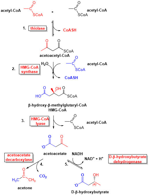 image 59 Ketogenesis
