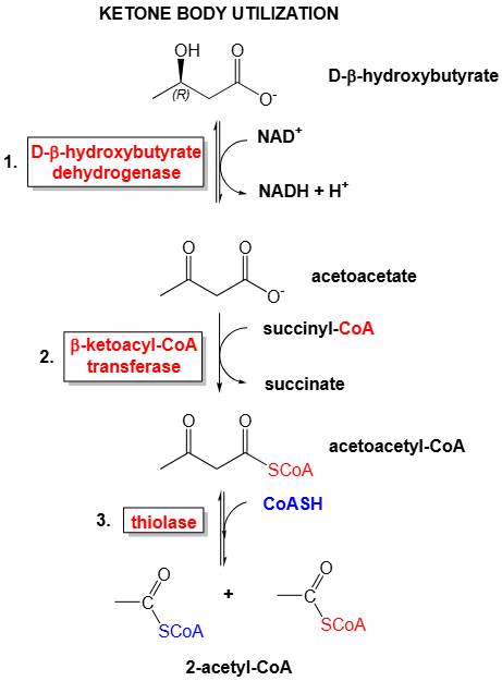 image 60 Ketolysis, Utilization of ketone bodies