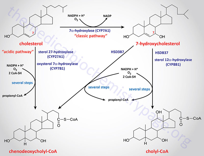 image 61 The Classical and Alternative Pathways of Bile Acid Synthesis