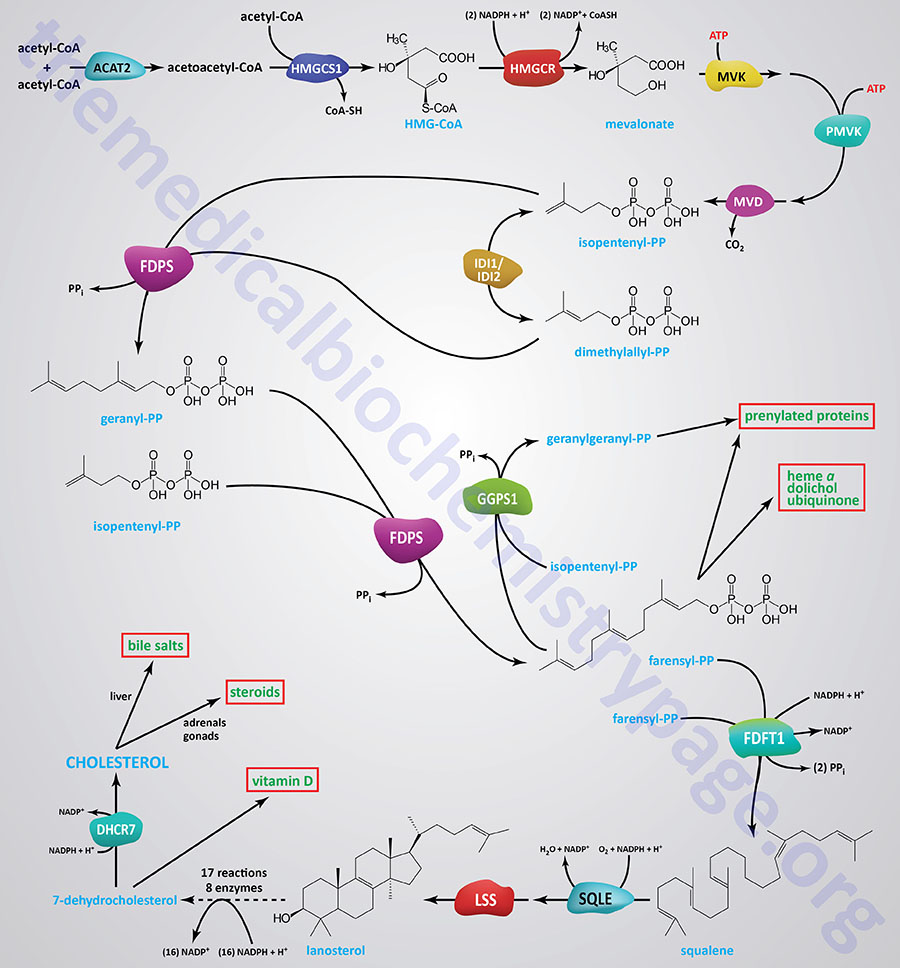 image 62 Pathway of cholesterol biosynthesis
