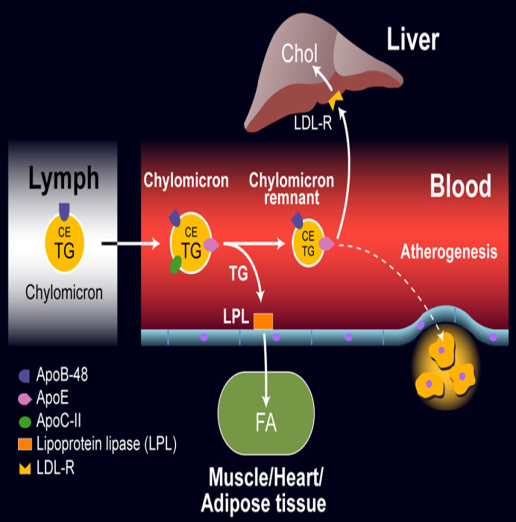 image 63 chylomicron metabolism pathway (LPL activation by ApoC-II, remnant clearance via hepatic LRP)