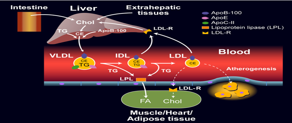 image 64 Endogenous Lipoprotein Pathway