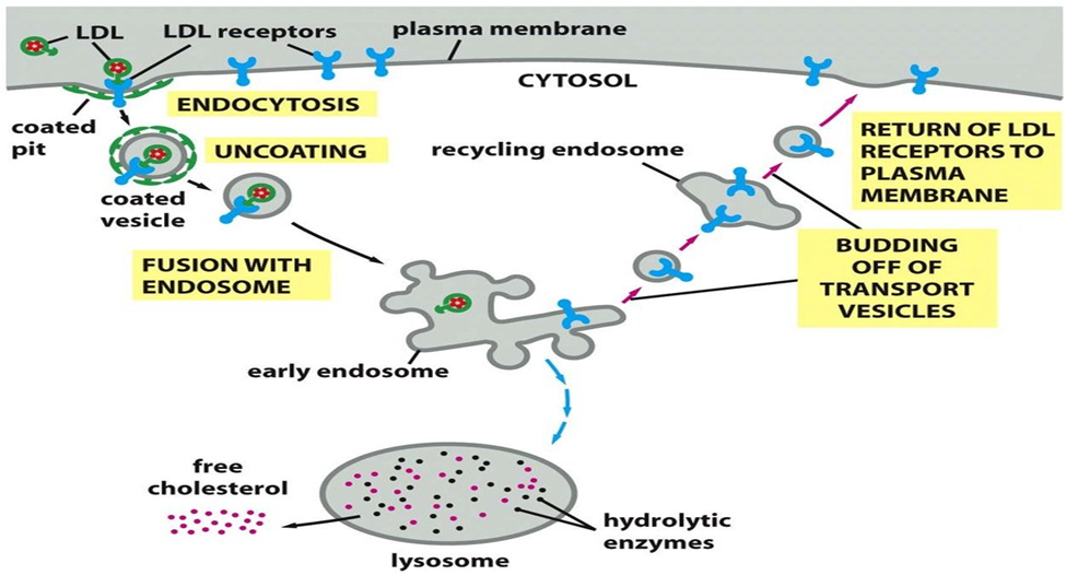 image 65 The receptor-mediated endocytosis of Low-Density Lipoprotein (LDL)
