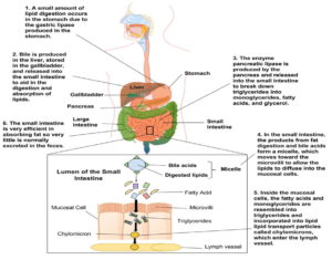 Lymph Absorption Digestion and Absorption of Dietary Fats with Steps