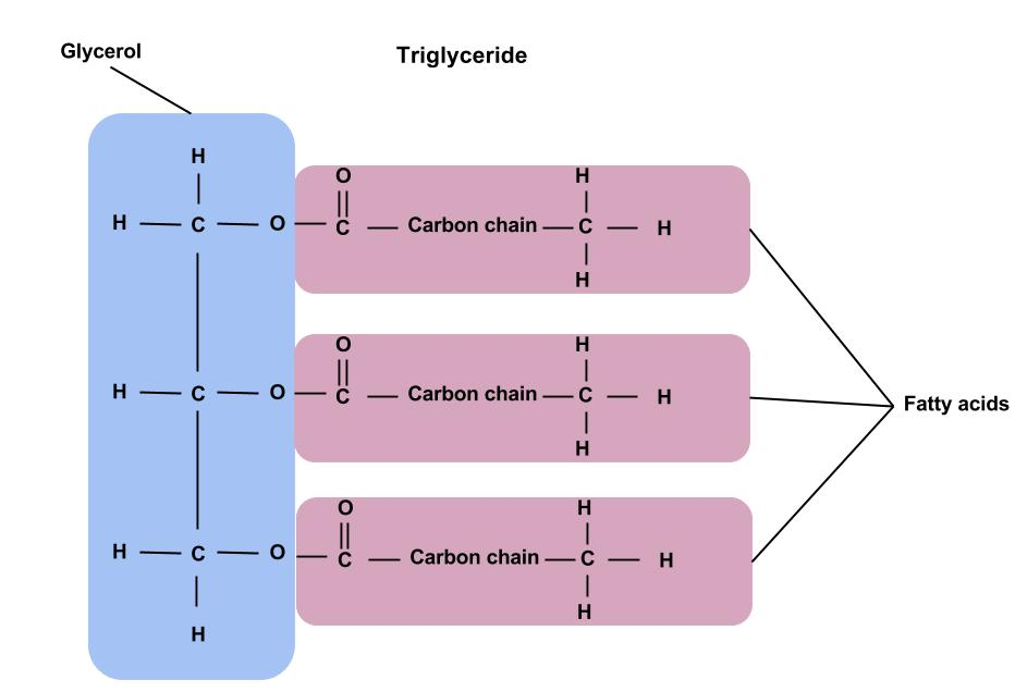 image 69 The chemical structure of a triglyceride