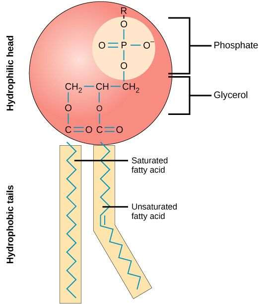 image 71 A phospholipid is a molecule with two fatty acids and a modified phosphate group attached to a glycerol backbone