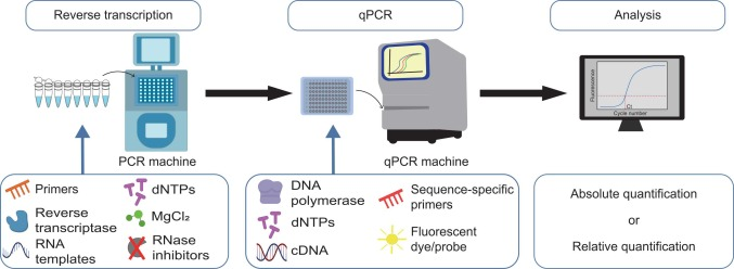 image 73 Overview of RT-qPCR method