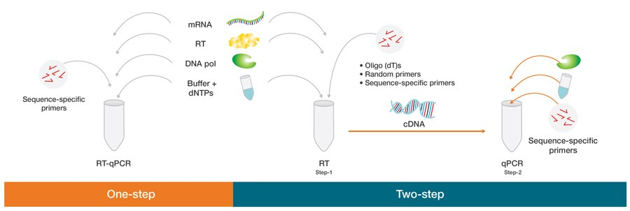 image 74 One-step vs. two-step RT-qPCR