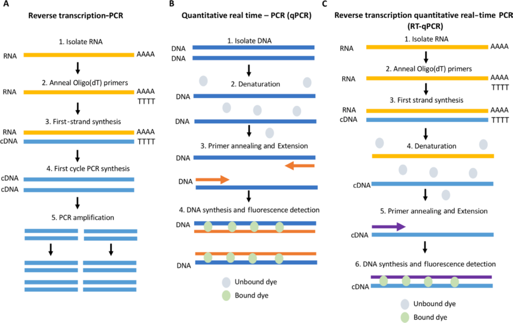 image 75 Schematic comparing RT-PCR, qPCR, and RT-qPCR