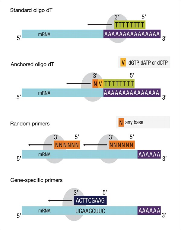 image 76 Four different priming methods for the reverse transcription step in two-step assays of RT-qPCR