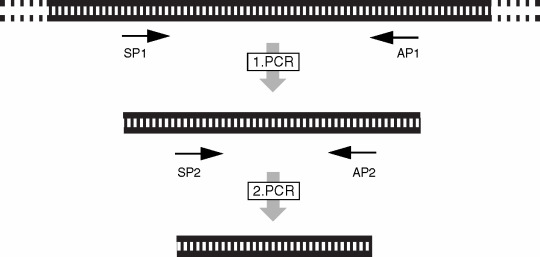image 82 Nested polymerase chain reaction