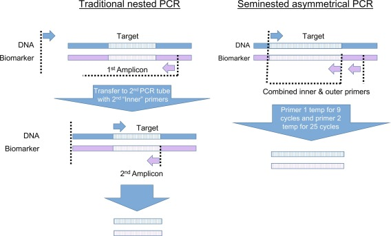 image 83 Nested versus seminested PCR