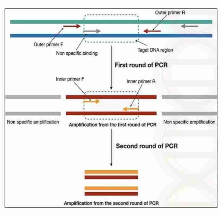 image 84 Nested Polymerase Chain Reaction (PCR)