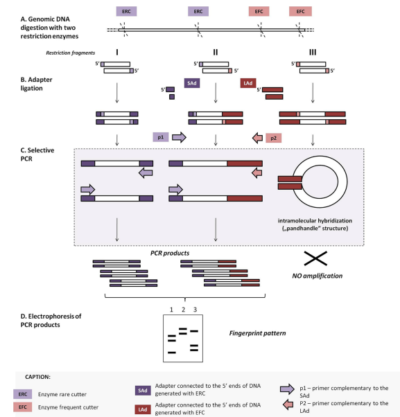 image 87 Outline of ADRSS