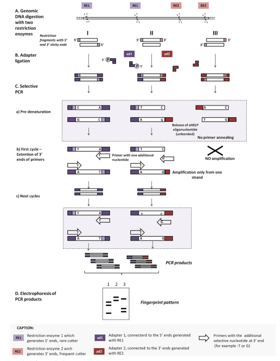 image 88 Outline of IRSPCR