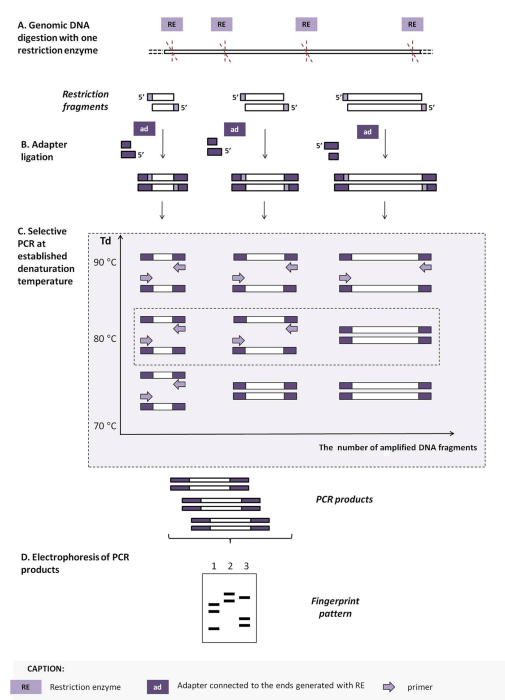 image 89 Outline of PCR MP