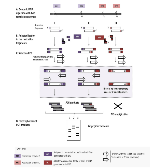 image 90 Outline of AFLP