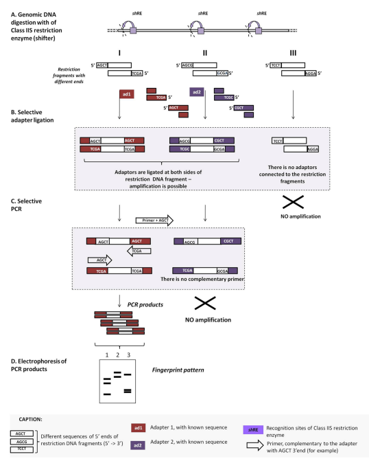 image 91 Outline of LMPCR/shifter