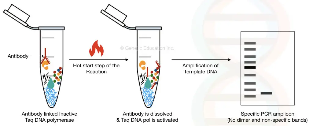 image 92 Hot start PCR using antibody-linked Taq DNA polymerase
