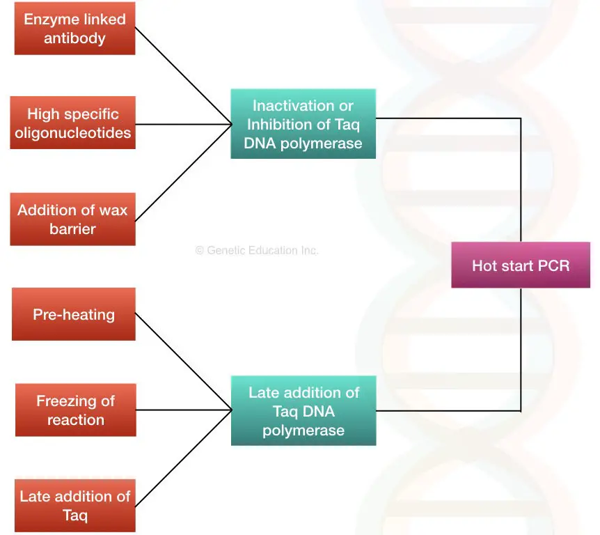 image 94 Types of Hot-start PCR