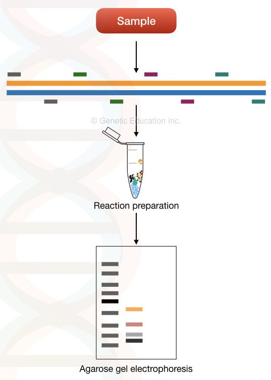 image 95 Uni-template multiplex PCR
