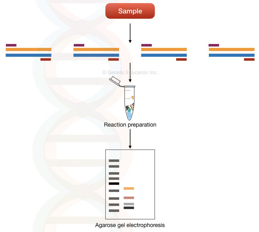 image 96 Multi-template multiplex PCR