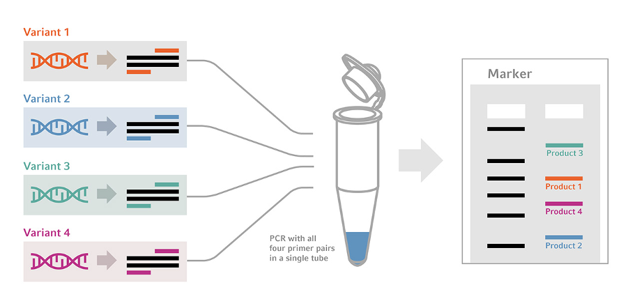 image 97 The multiplex PCR approach, whereby all of the primers are added to a single tube
