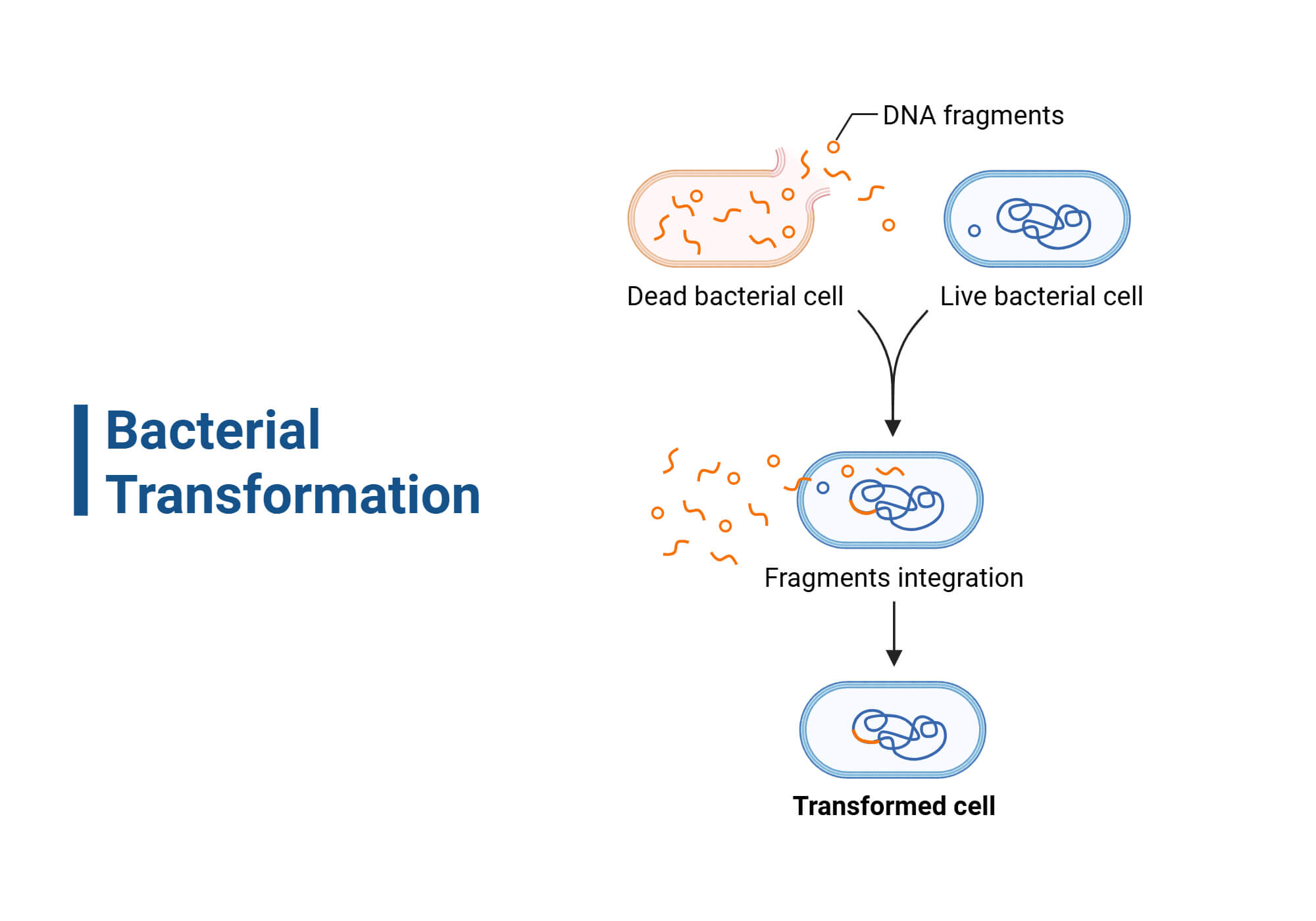 Bacterial Transformation Bacterial transformation