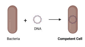Competent Cells Competent Cells