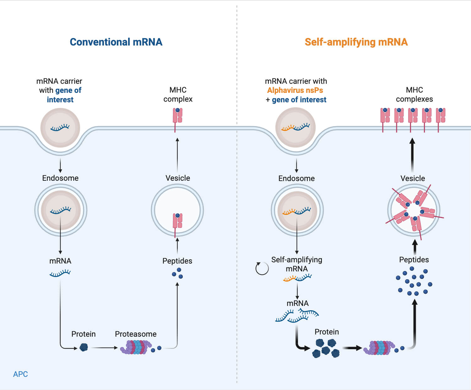 Conventional vs. Self Amplifying mRNA Vaccines Conventional vs. Self-Amplifying mRNA Vaccines