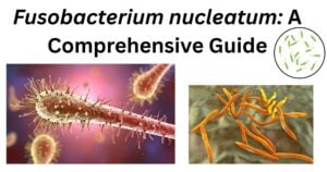 Fusobacterium nucleatum 1 Fusobacterium nucleatum