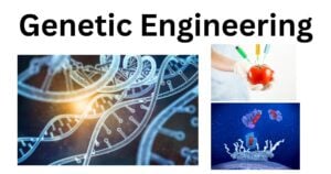 Genetic Engineering Genetic Engineering