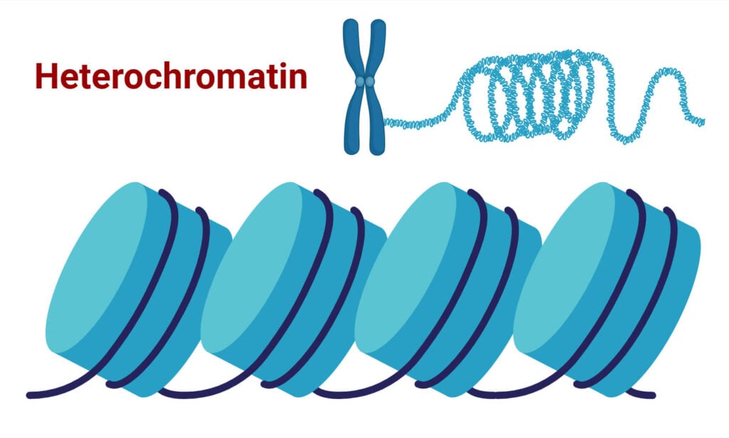 Heterochromatin Heterochromatin
