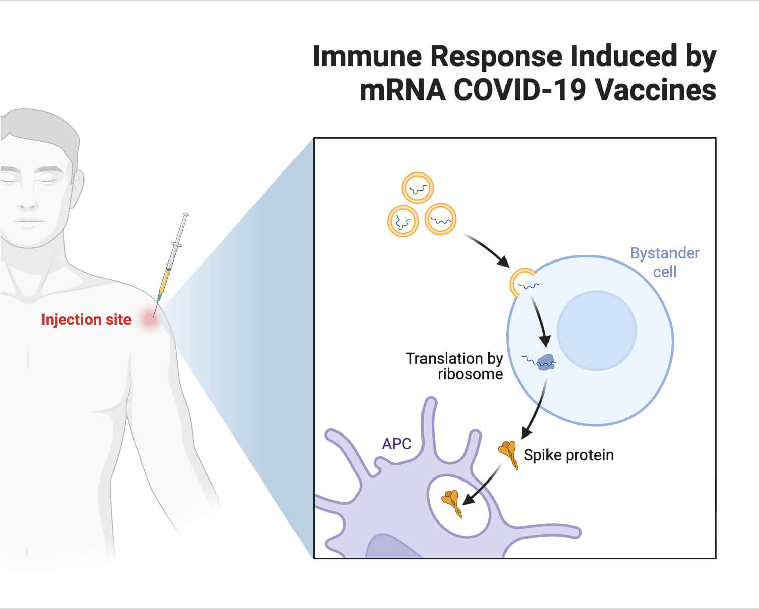 Immune Response Induced by mRNA COVID 19 Vaccines Immune Response Induced by mRNA COVID-19 Vaccines