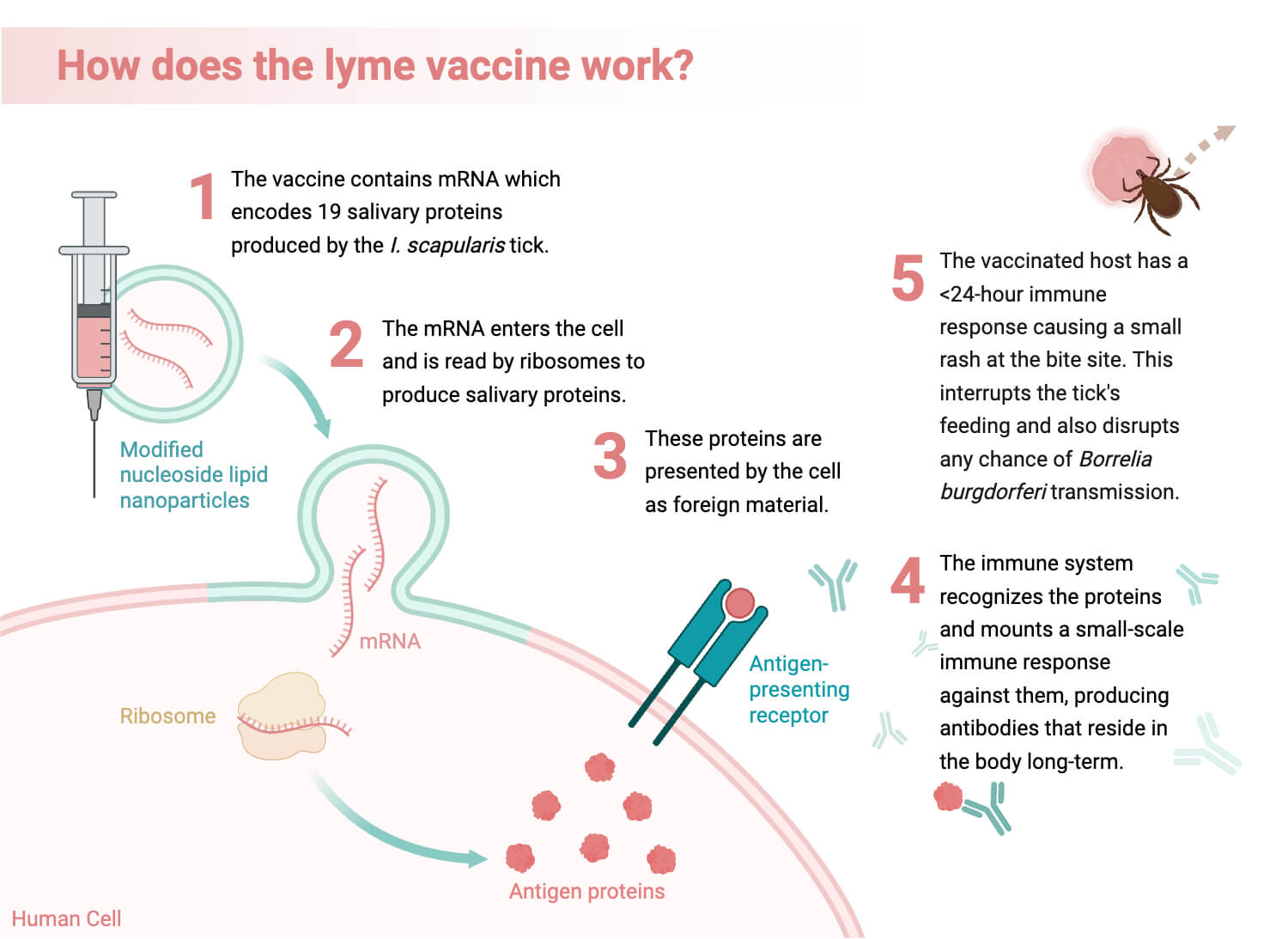 Lyme mRNA Vaccine Mechanism of Action Immune Response Induced by mRNA COVID-19 Vaccines
