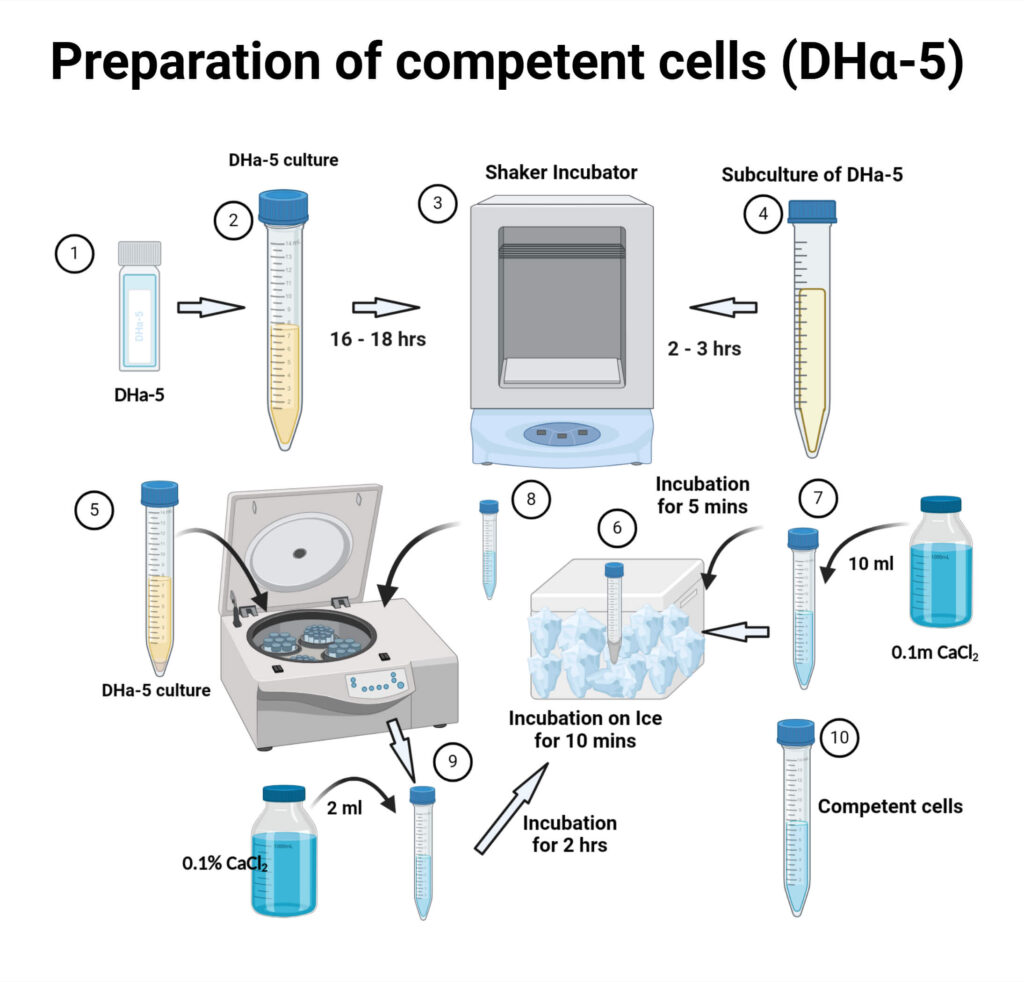 Preparation of competent cells DHα 5 Preparation of competent cells (DHα-5)